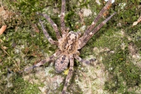 La Zoropse  pattes pineuses. Une femelle (Araneae - Zoropsidae - Zoropsis spinimana)